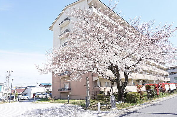 画像15:春は桜が綺麗に開花します