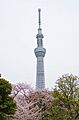 春には屈指の桜...