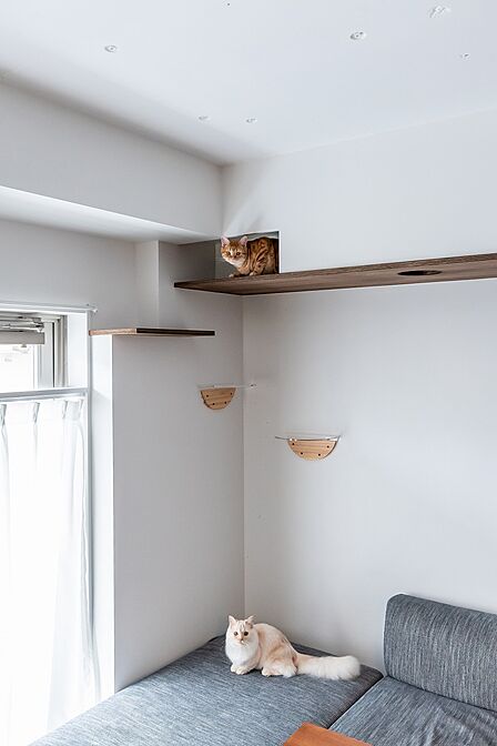 猫が自由に過ごせる空間設計