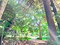 江古田の森公園...