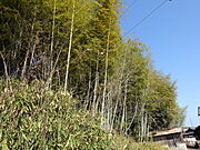 竹林