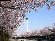 競馬場前の桜並木の外観
