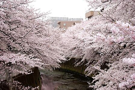 近くの神田川には開花の時期になると多くの花見客で賑わいます!