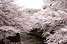 周辺：近くの神田川には開花の時期になると多くの花見客で賑わいます！