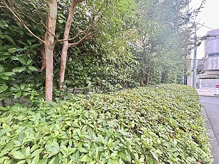 マンションの敷地内には、中庭もございます。