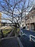 前面道路　桜の並木