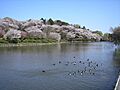 三ツ池公園まで...