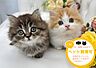 その他：リムテラスシリーズはペット飼育可能です。飼育できるペットには制限があります。詳細はスタッフまで♪