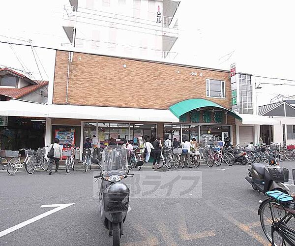 画像29:新鮮市場丸の内まで300m 淀駅近くの地元スーパー。近くには京都競馬場がございます。