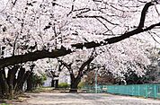 白山公園 1008m