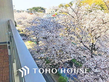 春には桜が望める眺望、バルコニーからお花見が楽しめますね