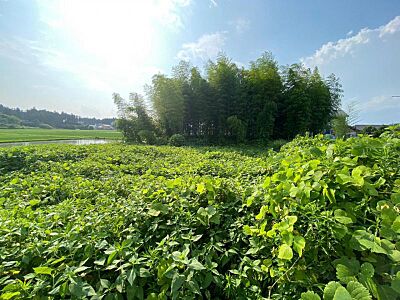 外観：375坪の広い土地、ガレージを建てたり、家庭菜園も可能です。