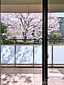 春には桜を望め...