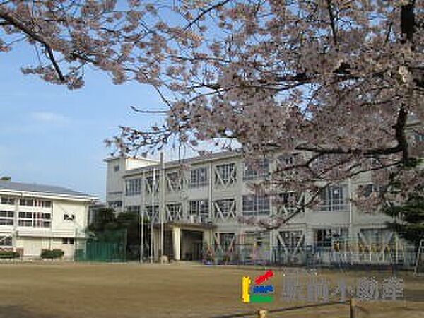 画像2:篠山小学校 校庭の桜