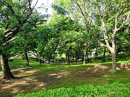神の木公園650m