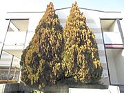 植栽
