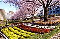 かにがさわ公園...