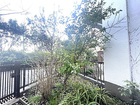 専用庭 ゆず あると嬉しい果樹ですね