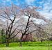 周辺：公園 1300m 矢嶋公園