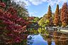 周辺：井の頭恩賜公園の紅葉02 3095m