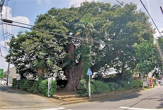 鶴巻の大ケヤキ...