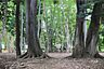 周辺：林試の森公園