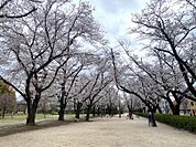 春には近くの桜並木を散策しながらお花見をするのが楽しみになります。