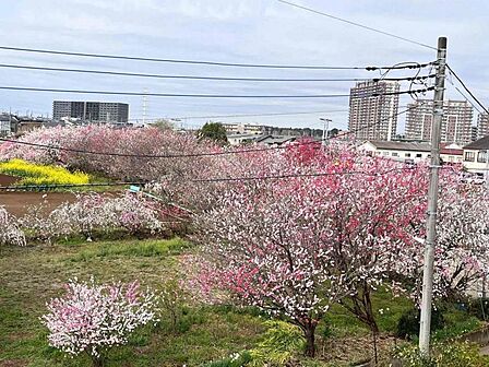 春には花桃の柔らかなピンクと菜の花の鮮やかな黄が広がる、開放的な眺望が魅力です!