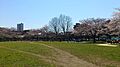 稲毛東公園 1...