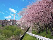 裏手の遊歩道は桜並木もございます