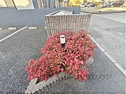 植栽