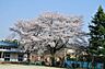 周辺：周辺環境-幼稚園・保育園(1200m)柳沢幼稚園