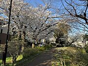 春は緑道の桜を感じられます。
