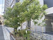植栽