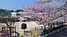 周辺：ちよがおか幼稚園 800m