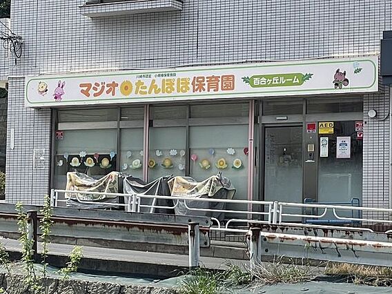 マジオたんぽぽ...