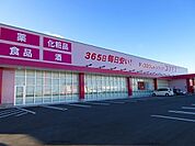 コスモス 800m
