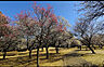 周辺：【公園】梅園公園まで269ｍ