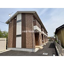 Lupinus  terrace