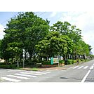 ひまわり公園