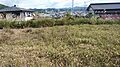 隣の畑です