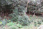 北側の状況