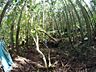 山林内部は荒れてます。