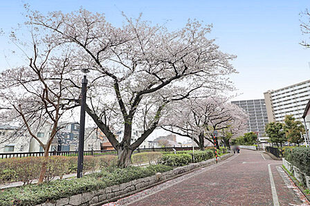 北側の桜並木