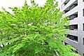 住戸からは中庭...