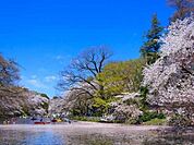 井の頭恩賜公園 400m