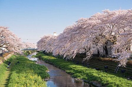 野川遊歩道 650m