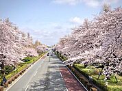 大学通り 600m