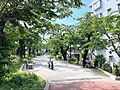 玉川上水緑道ま...