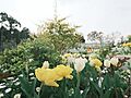 光綾公園 10...